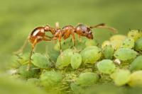 Ants
