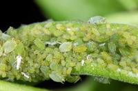 Aphids 