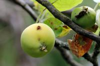 Apple Codling Moth 