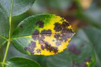 Black Spot 