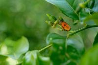Bronze Citrus Bug