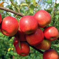 Apple Pollination Chart
