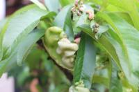 Peach Leaf Curl  