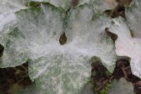 Powdery Mildew 
