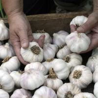 Garlic Harvest Chart