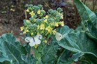Cabbage White Butterfly 