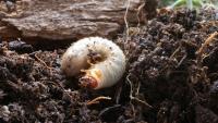 Curl Grubs 