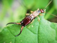Earwigs