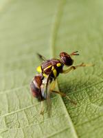 Fruit Flies  