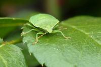 Green Vegetable Bug