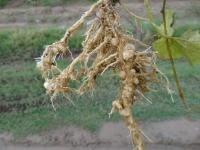 Root-Knot Nematodes 