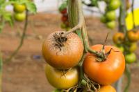 Russet Mites 