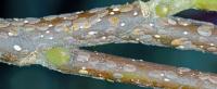 Scale Insects