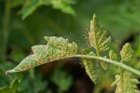 Spider Mites 