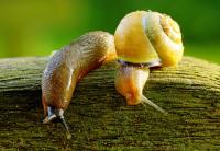 Snails and Slugs