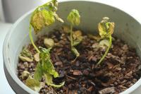 Verticillium Wilt  