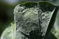 Whiteflies 