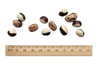 Beans