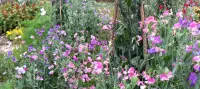 Diggers Sweet Pea Trials