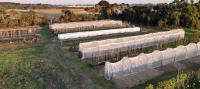 Diggers 2022 heirloom trials update