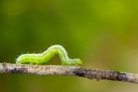 Garden Pests and Diseases
