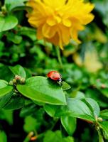 Healthy Gardens Naturally